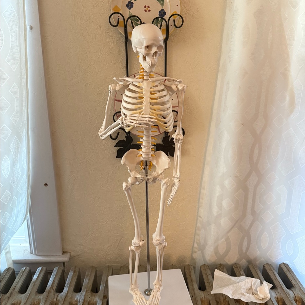 Axis Scientific Miniature 31" Human Skeleton Anatomy Model